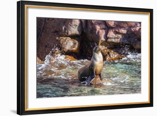 Adult California Sea Lion (Zalophus Californianus), at Los Islotes, Baja California Sur-Michael Nolan-Framed Photographic Print