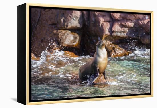 Adult California Sea Lion (Zalophus Californianus), at Los Islotes, Baja California Sur-Michael Nolan-Framed Premier Image Canvas