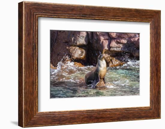 Adult California Sea Lion (Zalophus Californianus), at Los Islotes, Baja California Sur-Michael Nolan-Framed Photographic Print