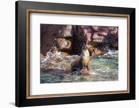 Adult California Sea Lion (Zalophus Californianus), at Los Islotes, Baja California Sur-Michael Nolan-Framed Photographic Print