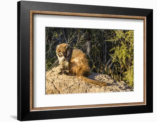 Adult Captive Coatimundi (Nasua Nasua) at the Arizona Sonora Desert Museum, Tucson, Arizona, Usa-Michael Nolan-Framed Photographic Print