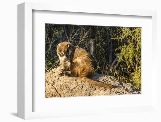 Adult Captive Coatimundi (Nasua Nasua) at the Arizona Sonora Desert Museum, Tucson, Arizona, Usa-Michael Nolan-Framed Photographic Print