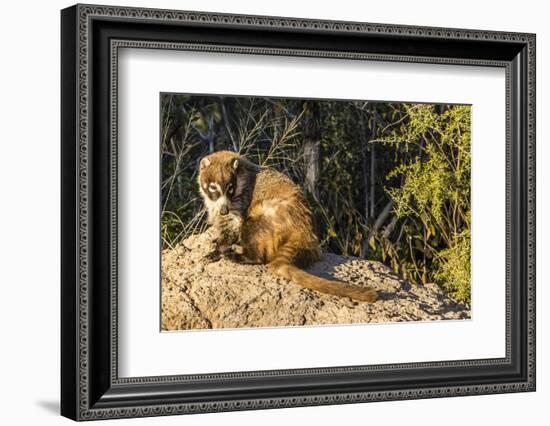 Adult Captive Coatimundi (Nasua Nasua) at the Arizona Sonora Desert Museum, Tucson, Arizona, Usa-Michael Nolan-Framed Photographic Print