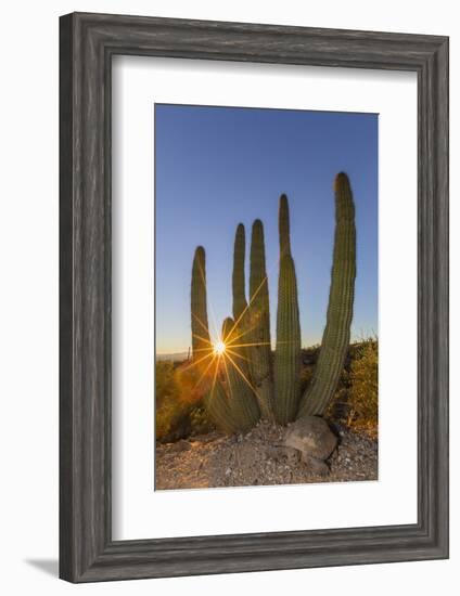 Adult Captive Desert Tortoise (Gopherus Agassizii) at Sunset at the Arizona Sonora Desert Museum-Michael Nolan-Framed Photographic Print