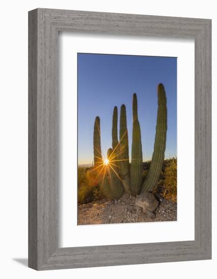 Adult Captive Desert Tortoise (Gopherus Agassizii) at Sunset at the Arizona Sonora Desert Museum-Michael Nolan-Framed Photographic Print