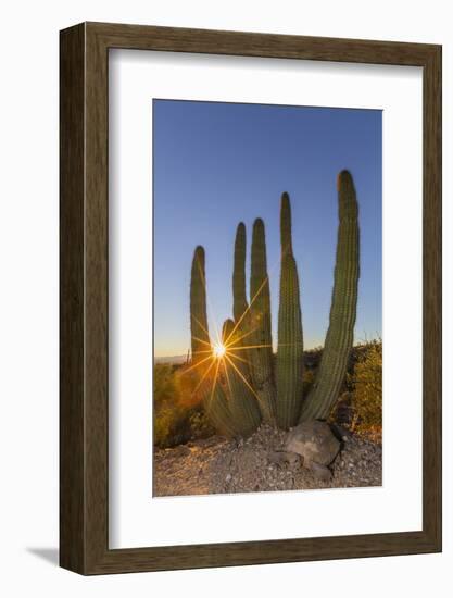 Adult Captive Desert Tortoise (Gopherus Agassizii) at Sunset at the Arizona Sonora Desert Museum-Michael Nolan-Framed Photographic Print