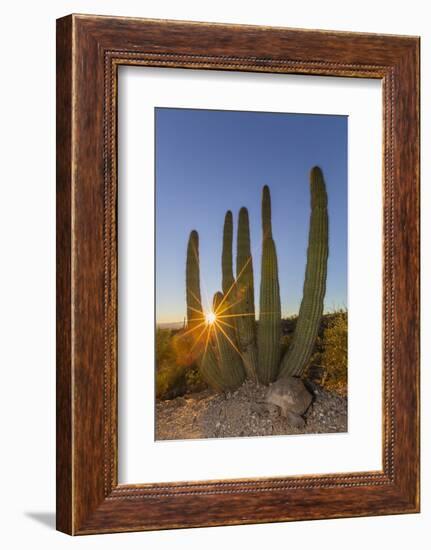 Adult Captive Desert Tortoise (Gopherus Agassizii) at Sunset at the Arizona Sonora Desert Museum-Michael Nolan-Framed Photographic Print