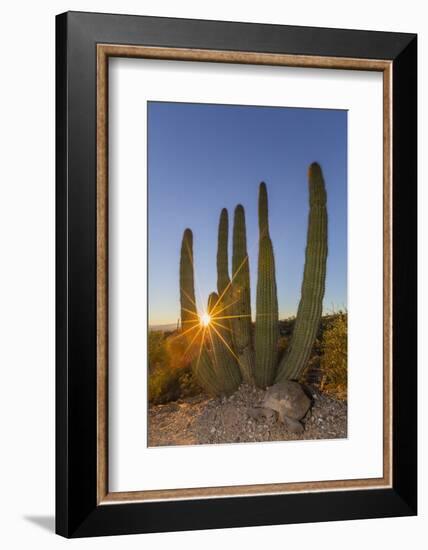 Adult Captive Desert Tortoise (Gopherus Agassizii) at Sunset at the Arizona Sonora Desert Museum-Michael Nolan-Framed Photographic Print