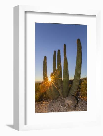 Adult Captive Desert Tortoise (Gopherus Agassizii) at Sunset at the Arizona Sonora Desert Museum-Michael Nolan-Framed Photographic Print