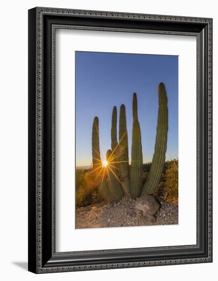 Adult Captive Desert Tortoise (Gopherus Agassizii) at Sunset at the Arizona Sonora Desert Museum-Michael Nolan-Framed Photographic Print