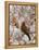 Adult Cedar Waxwing, Grand Teton National Park, Wyoming, USA-Rolf Nussbaumer-Framed Premier Image Canvas