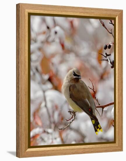 Adult Cedar Waxwing, Grand Teton National Park, Wyoming, USA-Rolf Nussbaumer-Framed Premier Image Canvas