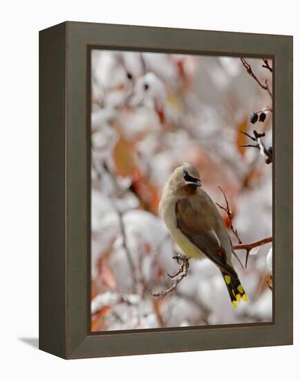 Adult Cedar Waxwing, Grand Teton National Park, Wyoming, USA-Rolf Nussbaumer-Framed Premier Image Canvas