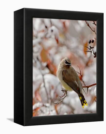 Adult Cedar Waxwing, Grand Teton National Park, Wyoming, USA-Rolf Nussbaumer-Framed Premier Image Canvas