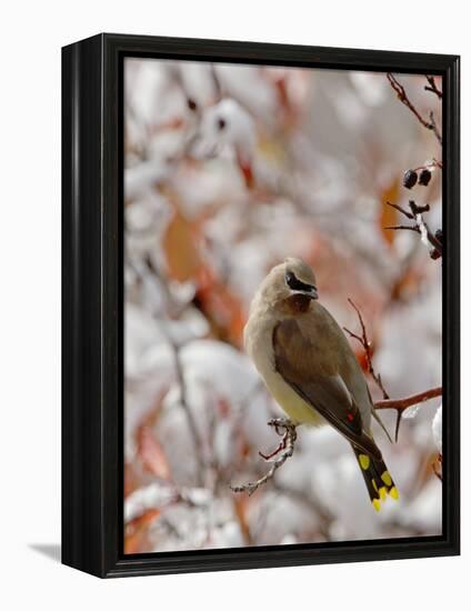 Adult Cedar Waxwing, Grand Teton National Park, Wyoming, USA-Rolf Nussbaumer-Framed Premier Image Canvas