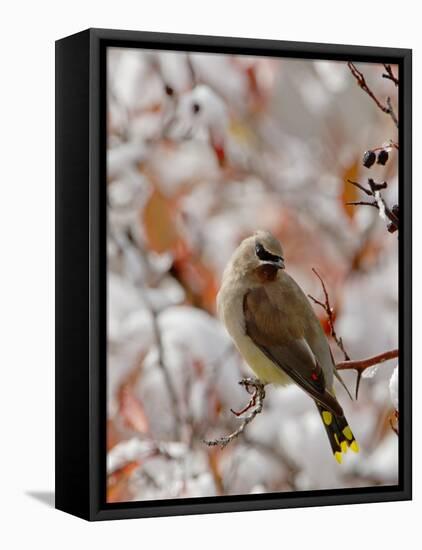 Adult Cedar Waxwing, Grand Teton National Park, Wyoming, USA-Rolf Nussbaumer-Framed Premier Image Canvas