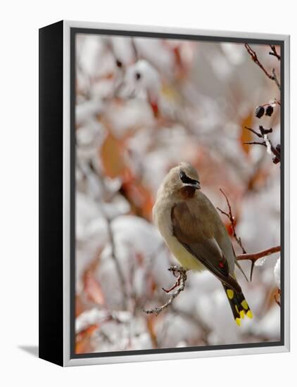 Adult Cedar Waxwing, Grand Teton National Park, Wyoming, USA-Rolf Nussbaumer-Framed Premier Image Canvas