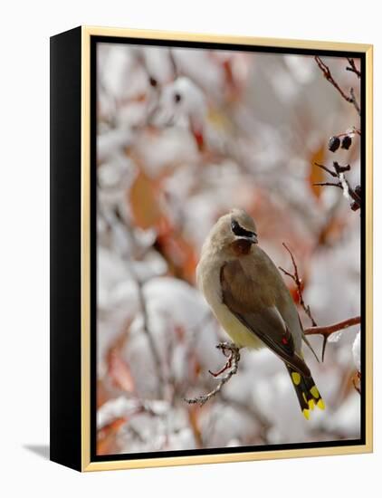 Adult Cedar Waxwing, Grand Teton National Park, Wyoming, USA-Rolf Nussbaumer-Framed Premier Image Canvas