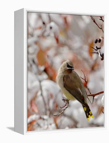 Adult Cedar Waxwing, Grand Teton National Park, Wyoming, USA-Rolf Nussbaumer-Framed Premier Image Canvas