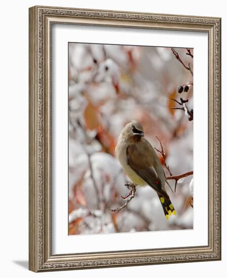 Adult Cedar Waxwing, Grand Teton National Park, Wyoming, USA-Rolf Nussbaumer-Framed Photographic Print