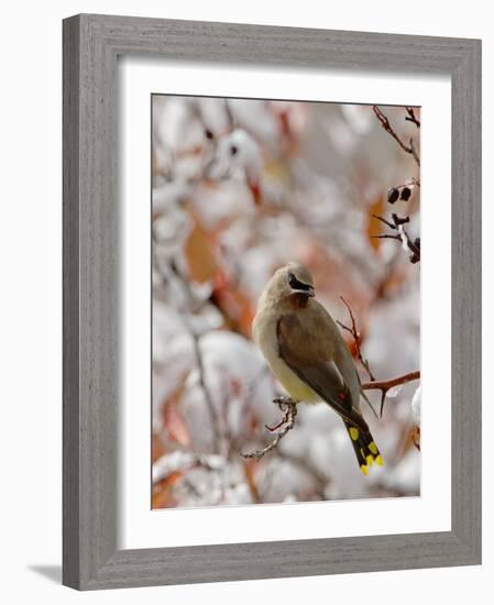 Adult Cedar Waxwing, Grand Teton National Park, Wyoming, USA-Rolf Nussbaumer-Framed Photographic Print