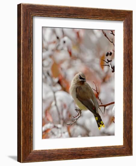 Adult Cedar Waxwing, Grand Teton National Park, Wyoming, USA-Rolf Nussbaumer-Framed Photographic Print