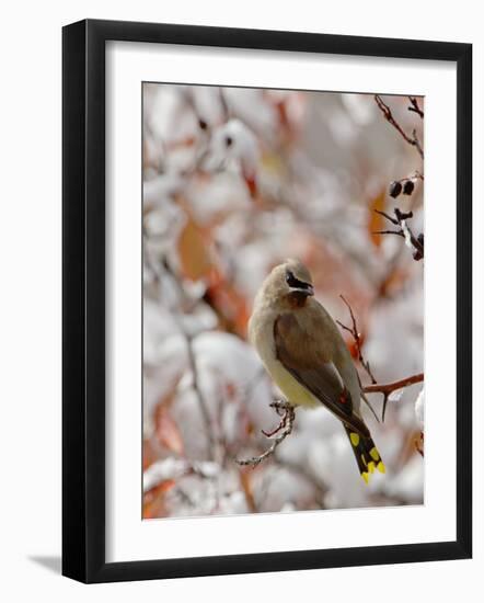 Adult Cedar Waxwing, Grand Teton National Park, Wyoming, USA-Rolf Nussbaumer-Framed Photographic Print