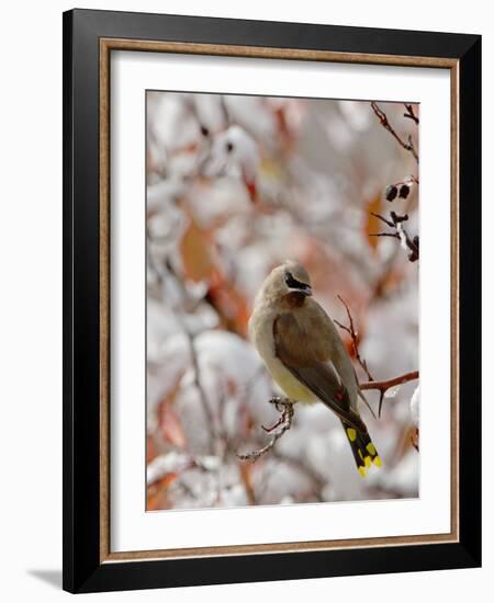 Adult Cedar Waxwing, Grand Teton National Park, Wyoming, USA-Rolf Nussbaumer-Framed Photographic Print