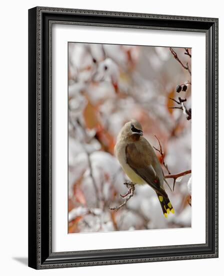 Adult Cedar Waxwing, Grand Teton National Park, Wyoming, USA-Rolf Nussbaumer-Framed Photographic Print