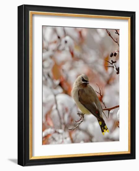 Adult Cedar Waxwing, Grand Teton National Park, Wyoming, USA-Rolf Nussbaumer-Framed Photographic Print