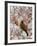 Adult Cedar Waxwing, Grand Teton National Park, Wyoming, USA-Rolf Nussbaumer-Framed Photographic Print