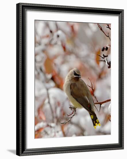 Adult Cedar Waxwing, Grand Teton National Park, Wyoming, USA-Rolf Nussbaumer-Framed Photographic Print