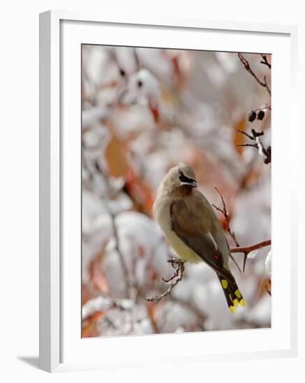 Adult Cedar Waxwing, Grand Teton National Park, Wyoming, USA-Rolf Nussbaumer-Framed Photographic Print