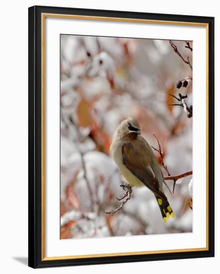 Adult Cedar Waxwing, Grand Teton National Park, Wyoming, USA-Rolf Nussbaumer-Framed Photographic Print