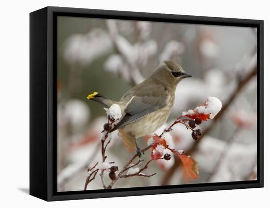 Adult Cedar Waxwing, Grand Teton National Park, Wyoming, USA-Rolf Nussbaumer-Framed Premier Image Canvas