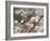 Adult Cedar Waxwing, Grand Teton National Park, Wyoming, USA-Rolf Nussbaumer-Framed Photographic Print