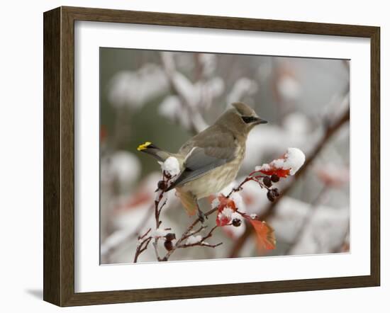 Adult Cedar Waxwing, Grand Teton National Park, Wyoming, USA-Rolf Nussbaumer-Framed Photographic Print