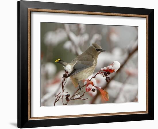 Adult Cedar Waxwing, Grand Teton National Park, Wyoming, USA-Rolf Nussbaumer-Framed Photographic Print