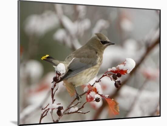 Adult Cedar Waxwing, Grand Teton National Park, Wyoming, USA-Rolf Nussbaumer-Mounted Photographic Print