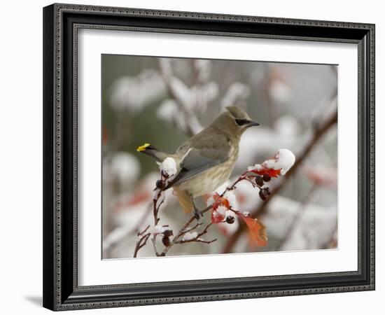 Adult Cedar Waxwing, Grand Teton National Park, Wyoming, USA-Rolf Nussbaumer-Framed Photographic Print