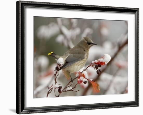 Adult Cedar Waxwing, Grand Teton National Park, Wyoming, USA-Rolf Nussbaumer-Framed Photographic Print