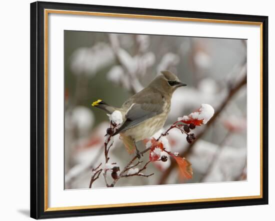 Adult Cedar Waxwing, Grand Teton National Park, Wyoming, USA-Rolf Nussbaumer-Framed Photographic Print