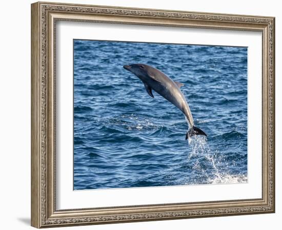 Adult common bottlenose dolphin, leaping off Isla San Jose, Baja California Sur-Michael Nolan-Framed Photographic Print