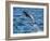 Adult common bottlenose dolphin, leaping off Isla San Jose, Baja California Sur-Michael Nolan-Framed Photographic Print