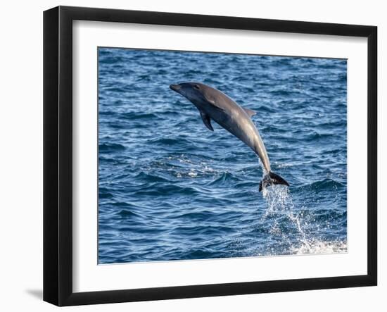 Adult common bottlenose dolphin, leaping off Isla San Jose, Baja California Sur-Michael Nolan-Framed Photographic Print