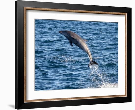 Adult common bottlenose dolphin, leaping off Isla San Jose, Baja California Sur-Michael Nolan-Framed Photographic Print