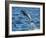 Adult common bottlenose dolphin, leaping off Isla San Jose, Baja California Sur-Michael Nolan-Framed Photographic Print