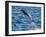 Adult common bottlenose dolphin, leaping off Isla San Jose, Baja California Sur-Michael Nolan-Framed Photographic Print