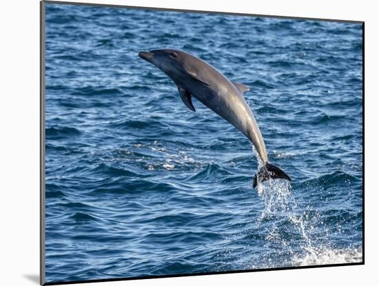 Adult common bottlenose dolphin, leaping off Isla San Jose, Baja California Sur-Michael Nolan-Mounted Photographic Print