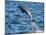 Adult common bottlenose dolphin, leaping off Isla San Jose, Baja California Sur-Michael Nolan-Mounted Photographic Print